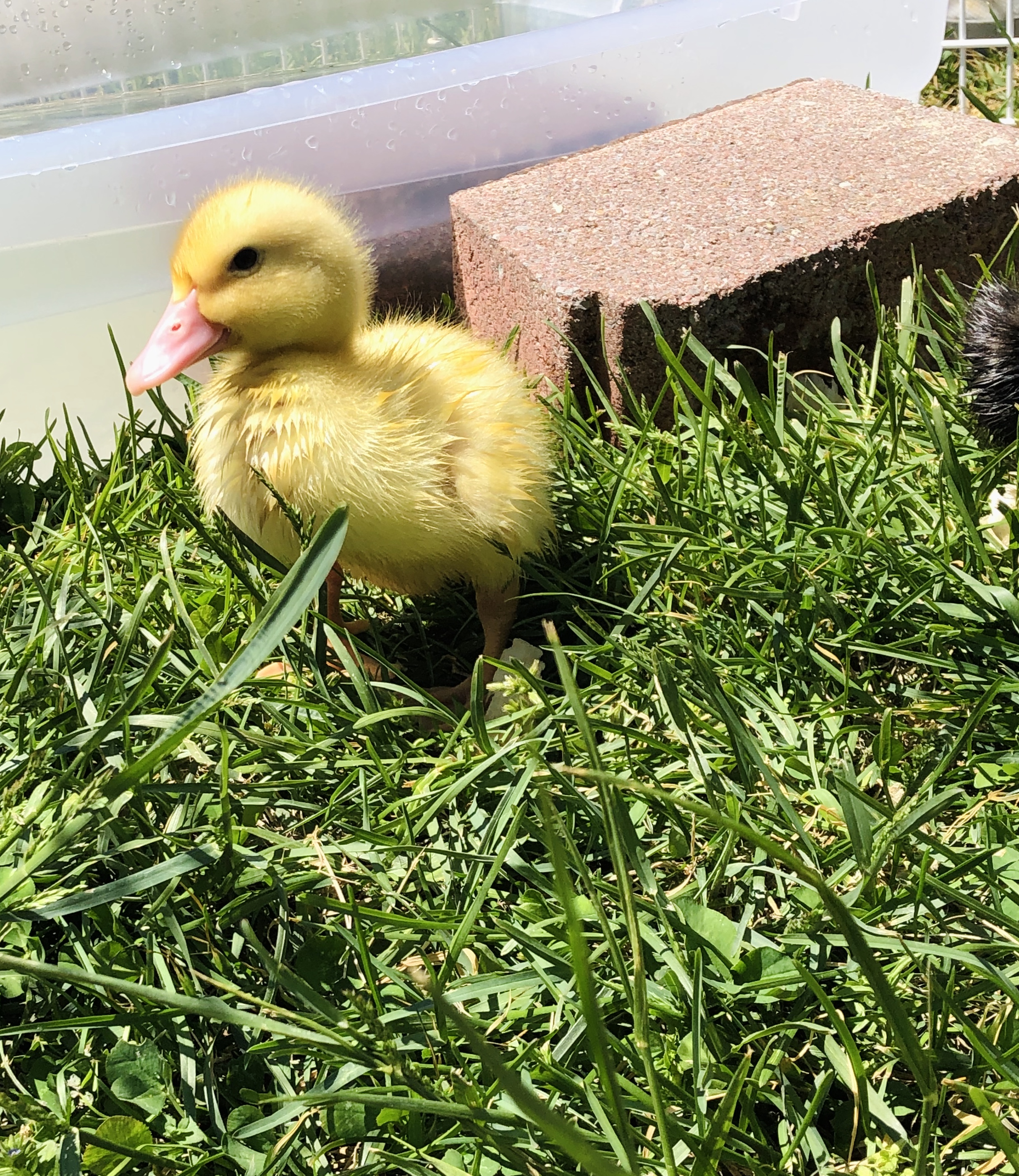 Raising Ducks for Beginners: What I’ve Learned After Nearly a Decade