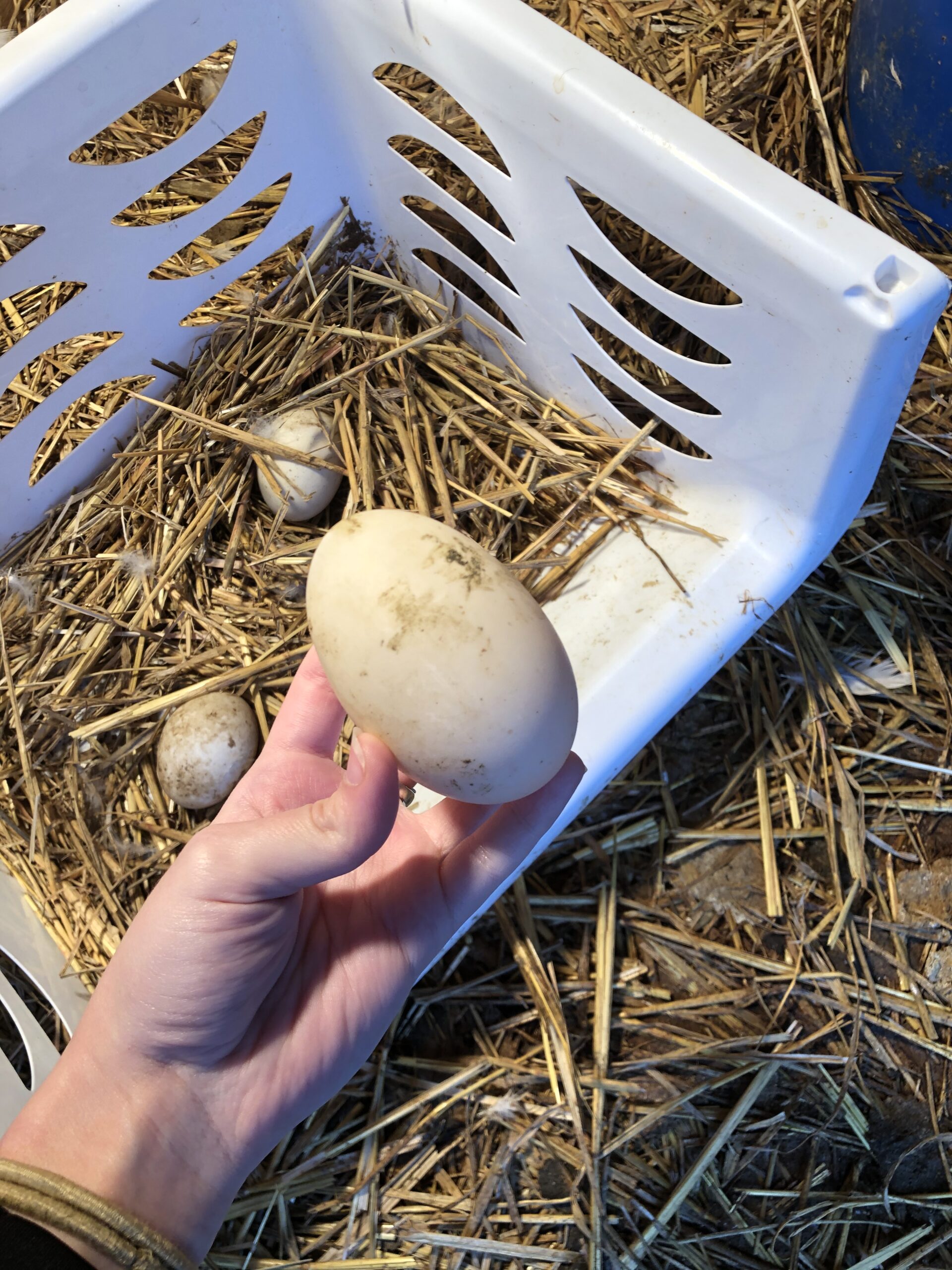🥚 5 Ways We’re Planning to Use Our First Duck & Goose Eggs This Season
